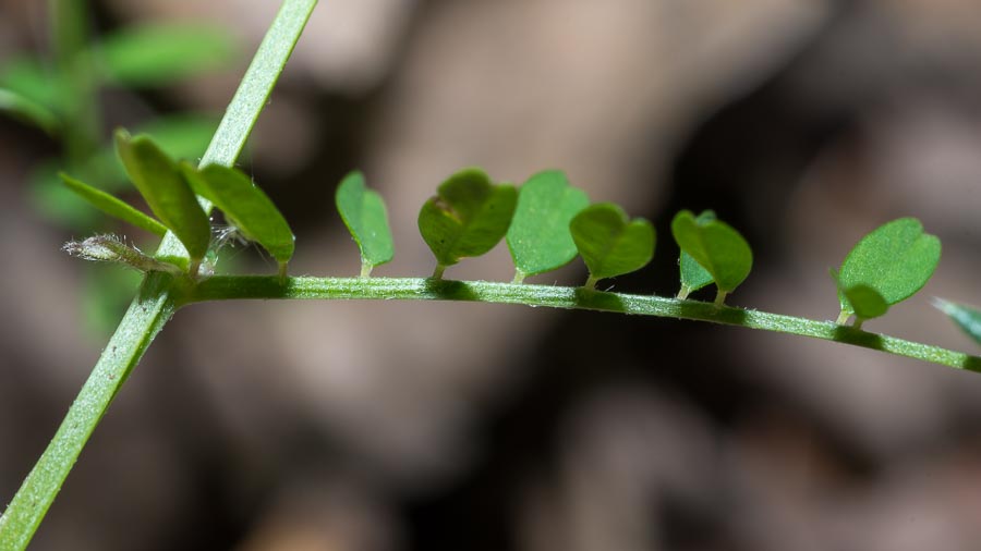 Vicia loiseleurii / Veccia di Loiseleur